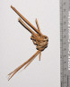 Chumash willow stick figure fragment