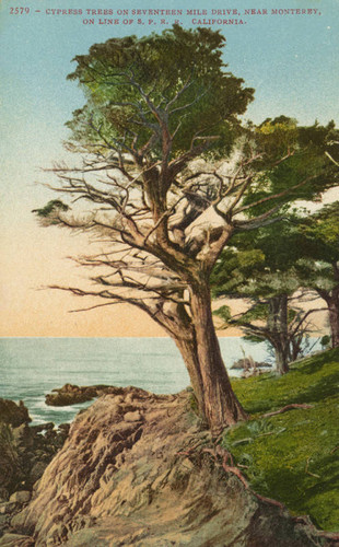 Cypress trees on Seventeen Mile Drive, near Monterey