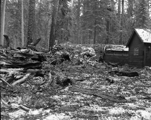 Fallen Giant Sequoias, Lightning struck sequoia adjacent to Leaning Tree cut in 1950, fire started March 23. Debris around base of tree