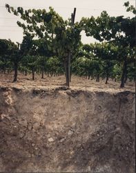 Shiloh Vineyard soil profile