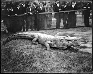 An alligator in its pen at feeding time at an alligator farm (possibly the California Alligator Farm, Los Angeles), ca.1900