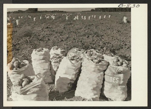 Part of the potato crop produced on the Amache farm. Photographer: McClelland, Joe Amache, Colorado