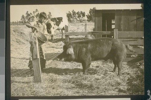 No. 154. Duroc Jersey boar, property W. A. Waddelow
