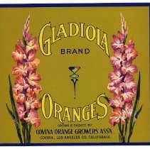 Gladiola Brand Oranges