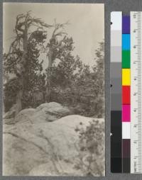 Two weatherbeaten Limber Pines on Tahquitz Peak near Lookout Station. Elevation 8826 feet. July 1919