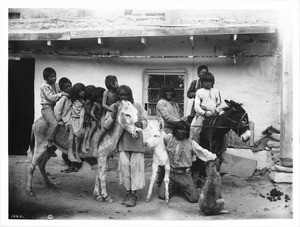 A group of Hopi Indian children on a 2 burros in the village of Shonguapavi, ca.1901