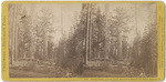 Grizzly Giant (circum 101 ft, the largest branch 7 ft. diam.) Mariposa Co., # 1272