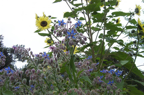 Yellow and borage flowers