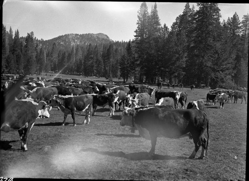 Grazing, Meadow Studies, Misc. Meadows, roundup at Rowell, Lackey's gathering. Light leak