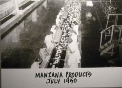 Manzana Products Company packing line in July, 1950