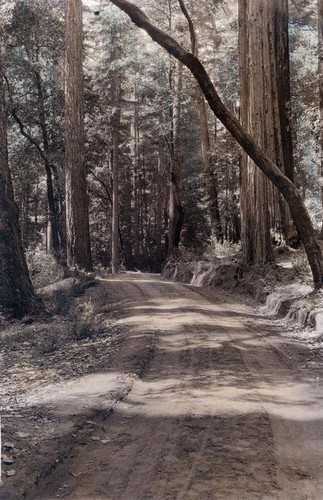 Dirt road running through a redwood forest