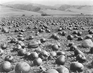 Pumpkin field near Monterey, California