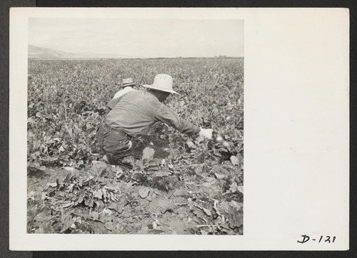 Harvesting turnips. Photographer: Stewart, Francis Newell, California