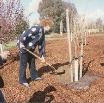 Walerga Park Cherry Blossom Tree Grove Dedication: Memorial planting of the Trees