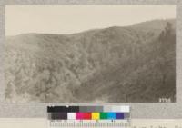 Watershed cover above Henshaw Lake, San Diego County along Markey Hill road; background unburned, foreground burned by fire of August, 1925. Metcalf. February, 1926