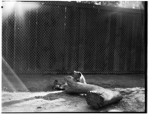 Two lions lounging outside by a chain-link fence at Gay's Lion Farm, ca.1936