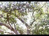 Tree footage