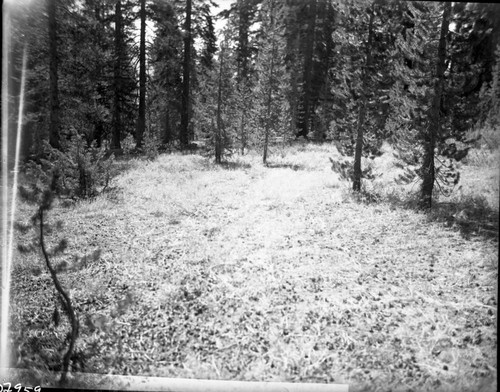 Meadow Studies, unharmed forest forage of kind rarely seen in the Sierra today. This is enroute to Sky Parlor Meadow from Upper Funston Meadow. Field notebook pg 1122