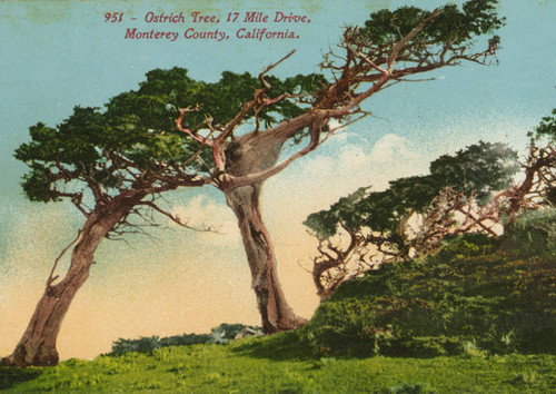 Ostrich Tree, 17 Mile Drive, Monterey County, California