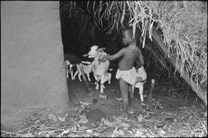 A child playing with a goat