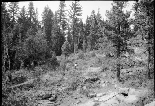 Construction, surveyed route of Generals Highway, note man in photo. Mixed Coniferous Forest. unknown date