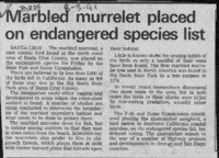 Marbled murrelet placed on endangered species list