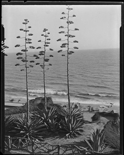 Agaves in bloom on Palisades Park cliffs, Santa Monica, 1925-1928