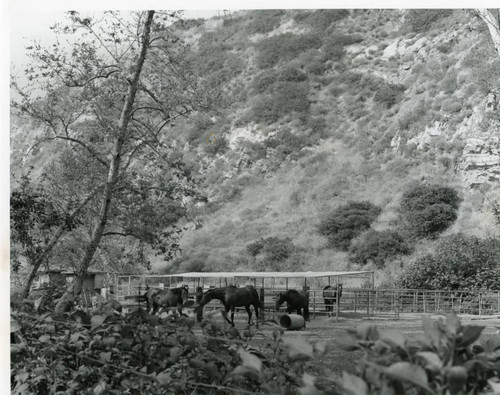 Horse stable for Pepperdine's equestrian program, circa 1980