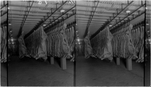 Cooling Room in Swift Packing House, Chicago, Ill