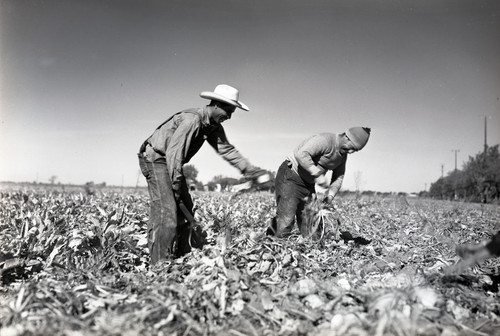 Two Mexican workers, one with a stocking cap, hoeing sugar beets [different view]