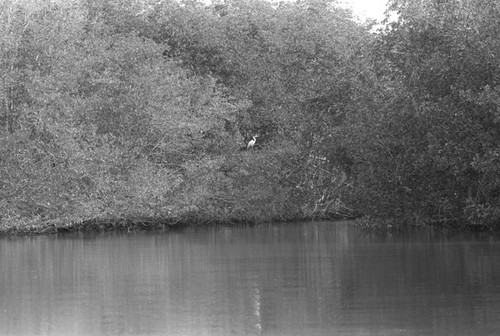 A bird resting in a mangrove forest, Isla de Salamanca, Colombia, 1977