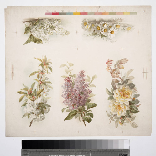 [Proof sheet of five flower prints]