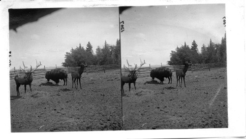 Buffalo and Elk on Dot Island, Yellowstone Lake