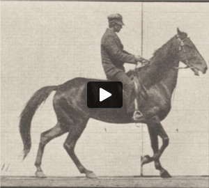 Horse Beauty walking with saddle back rider, irregular