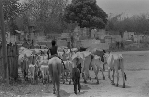 Boys herding cattle past a cemetary, San Basilio de Palenque, 1977