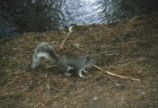 Abert's squirrel
