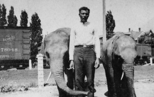 Robert McNeal with elephants