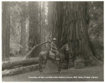 Horse and rider in Muir Woods, date unknown