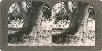Trunk of California Laurel (Umbellularia Californica) from Marin County, California, S 249