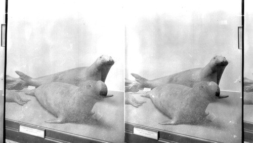 Hooded Seal "Crystophora Cristata" (Adult). National Museum, Wash., D.C. [Smithsonian Institute, National Museum of Natural History]