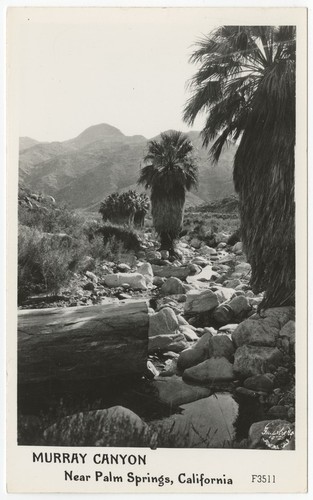 Murray Canyon near Palm Springs, California