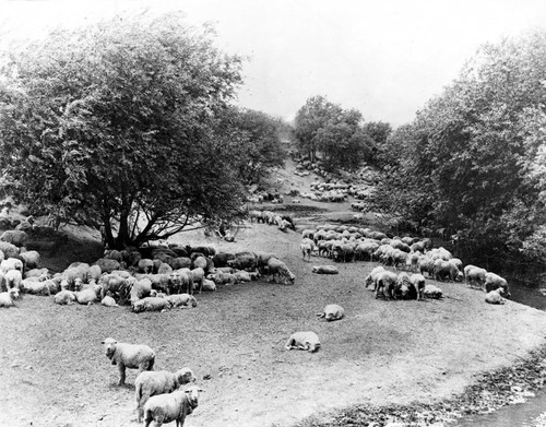 Sheep ranch, circa late 1800s