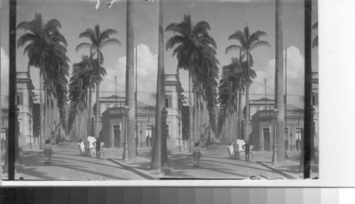 An Avenue of Stately Palms, Rio de Janeiro, Brazil