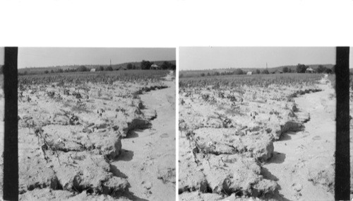 Effects of Erosion in a Cotton Field near Camden. S. Carolina