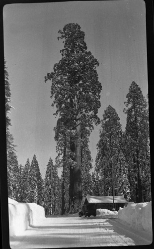 Miscellaneous Named Sequoias, Sentinel Tree