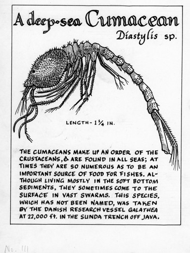 A deep-sea cumacean: Diastylis sp. (illustration from "The Ocean World")