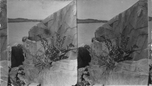 Seaside Golden Rod - S. sempervivum [plant] on rocks Coast of Main. [sempervivum is also known as the "houseleek" not golden-rod]