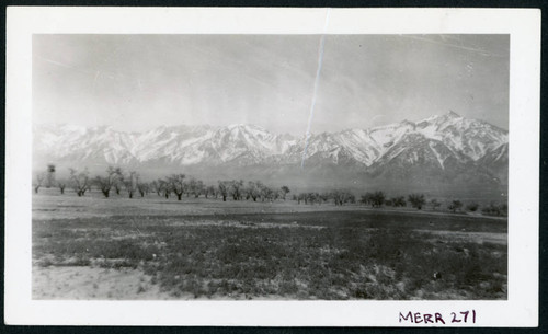 Photograph of the apple orchard at Manzanar