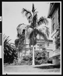 Christmas palm in front of a house, Los Angeles, ca.1920
