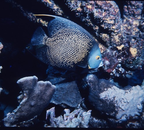 French Angelfish, Pomacanthus paru, near coral